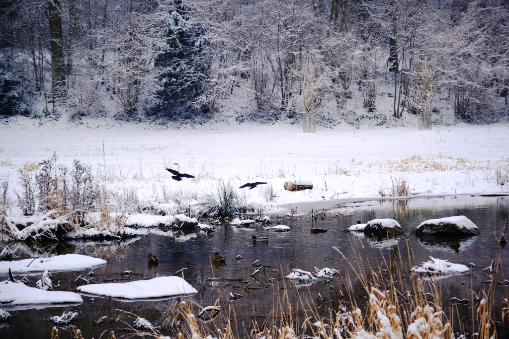 les canards et la neige